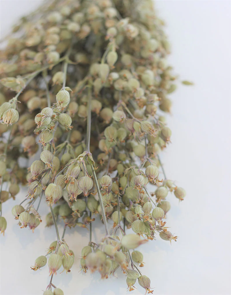 Dried Silene Conica  - Natural Bunch, 40 cm - Image 2