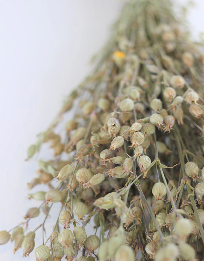 Dried Silene Conica  - Natural Bunch, 40 cm - Image 3
