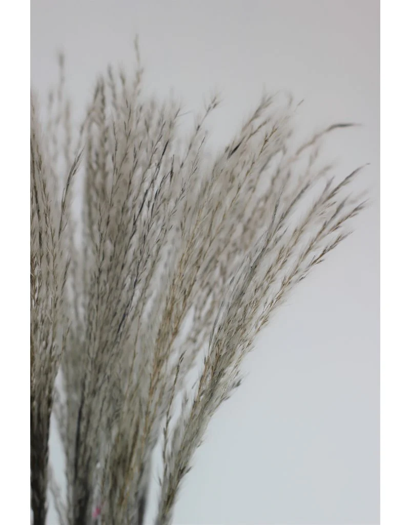 Dried Silver Grass - Grey Bunch, 10 Stems, 70 cm - Image 3