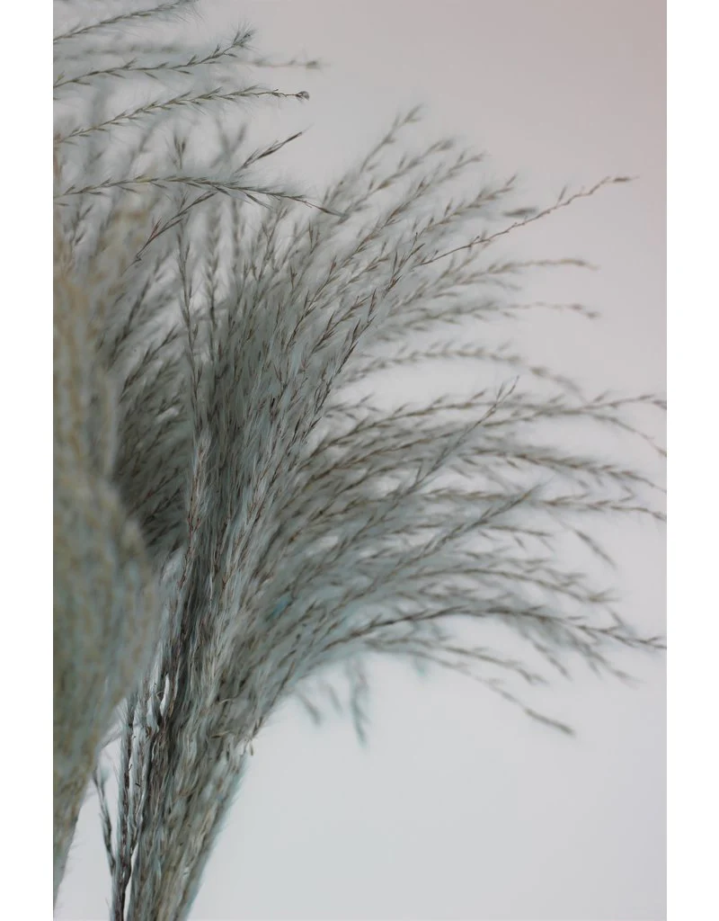 Dried Silver Grass - Light Blue Bunch, 10 Stems, 70 cm - Image 2