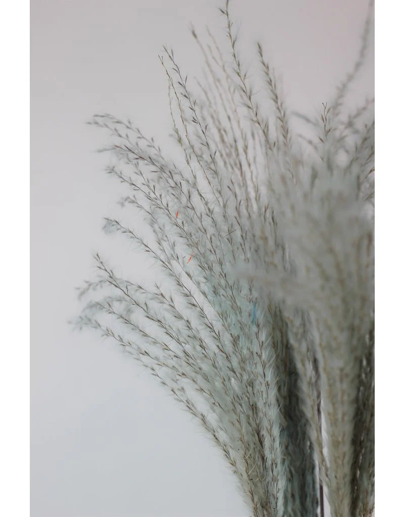 Dried Silver Grass - Light Blue Bunch, 10 Stems, 70 cm - Image 3