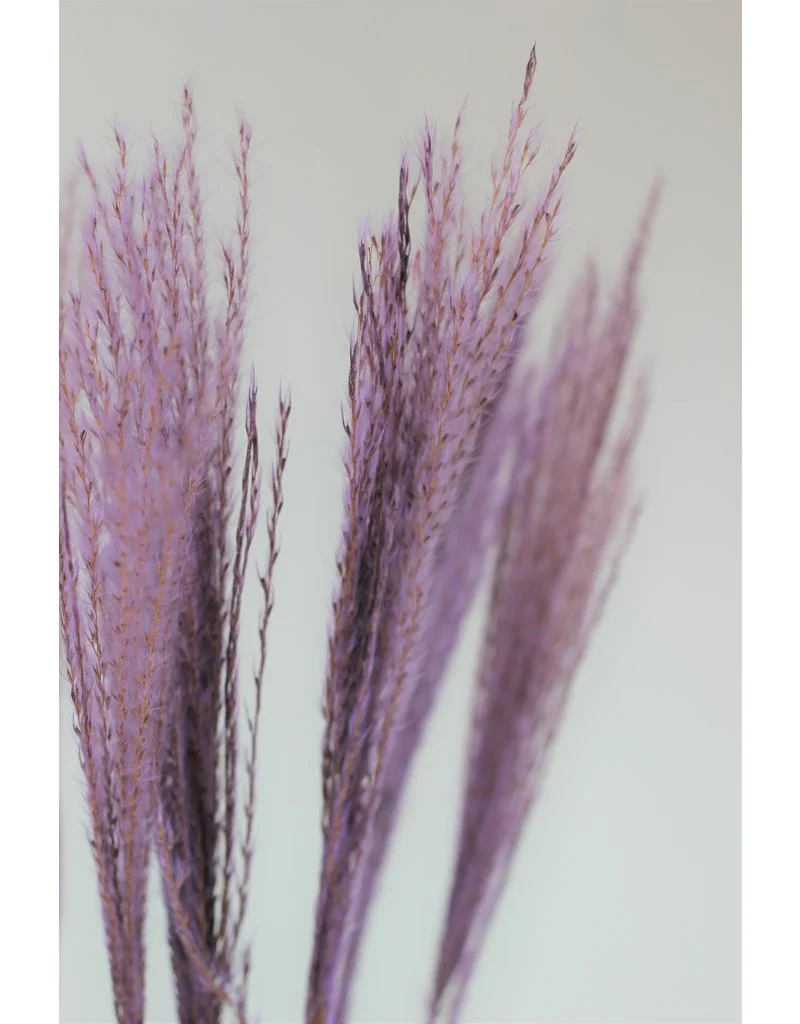 Dried Silver Grass - Lilac Bunch, 10 Stems, 70 cm - Image 2