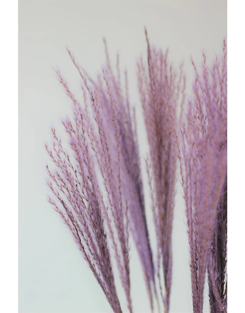 Dried Silver Grass - Lilac Bunch, 10 Stems, 70 cm - Image 3