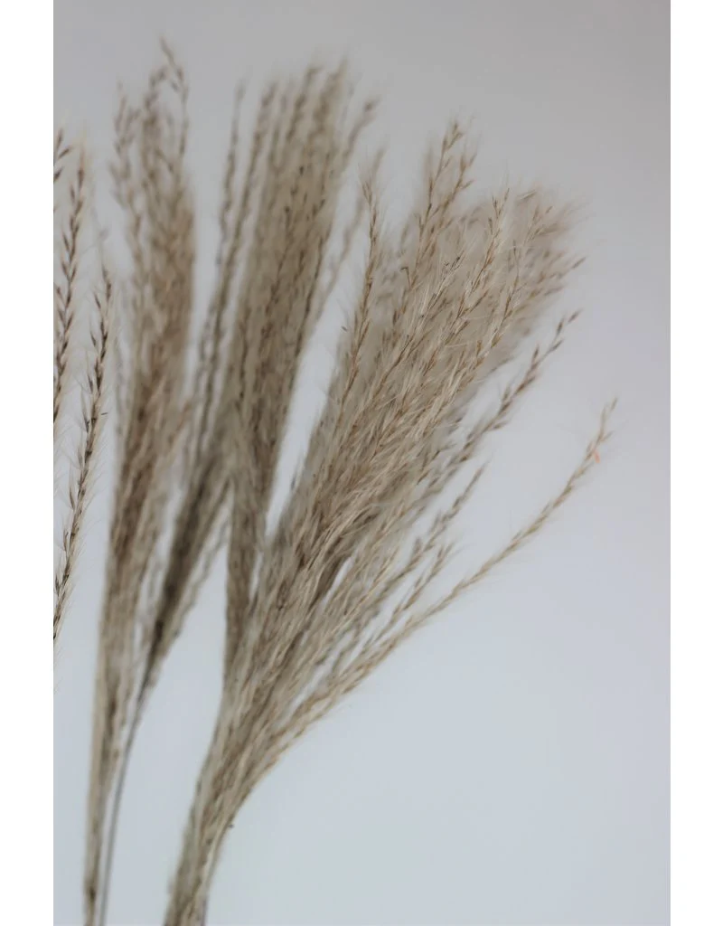 Fluffy Dried Silver Grass - Natural, 10 Stems, 70 cm - Image 2