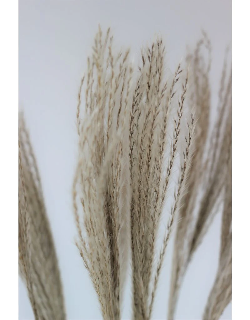 Fluffy Dried Silver Grass - Natural, 10 Stems, 70 cm - Image 3