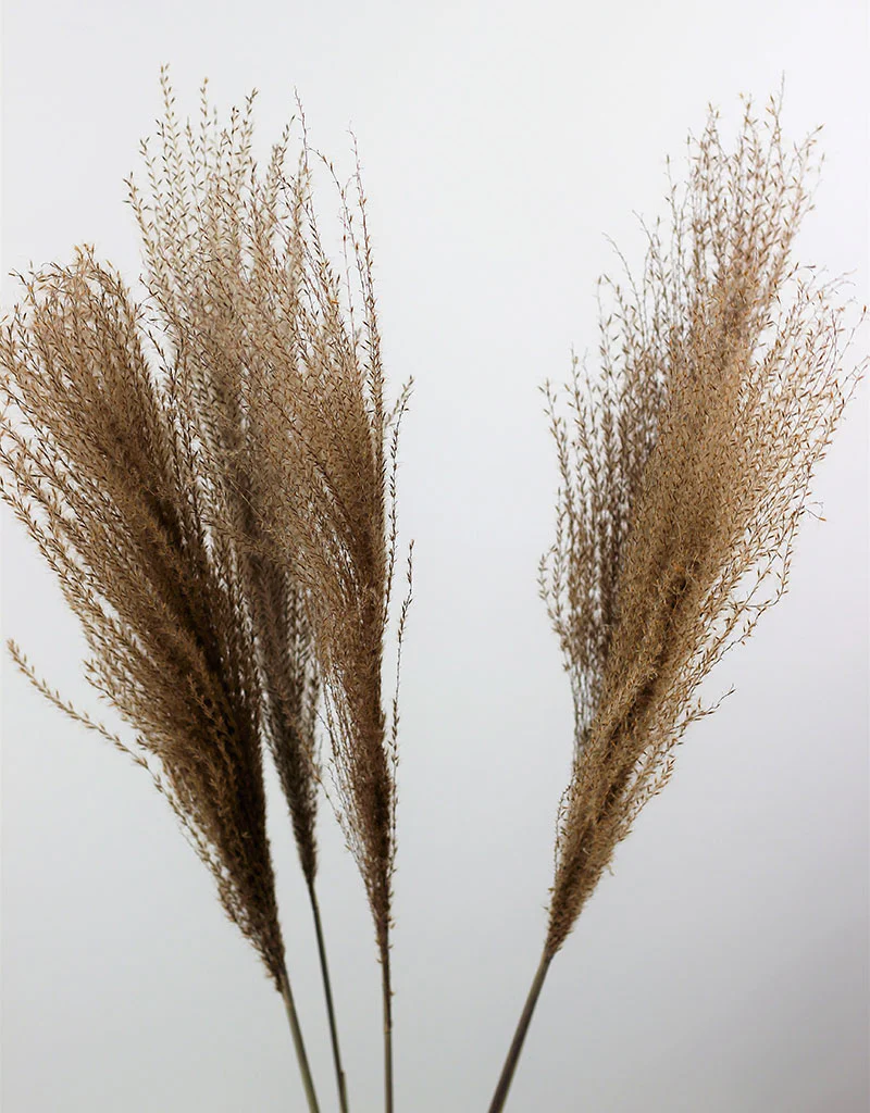 Dried Silver Grass - XL, Natural Bunch, 5 Stems, 80 cm - Image 2