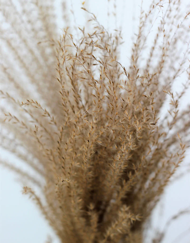 Dried Silver Grass - XL, Natural Bunch, 5 Stems, 80 cm - Image 3
