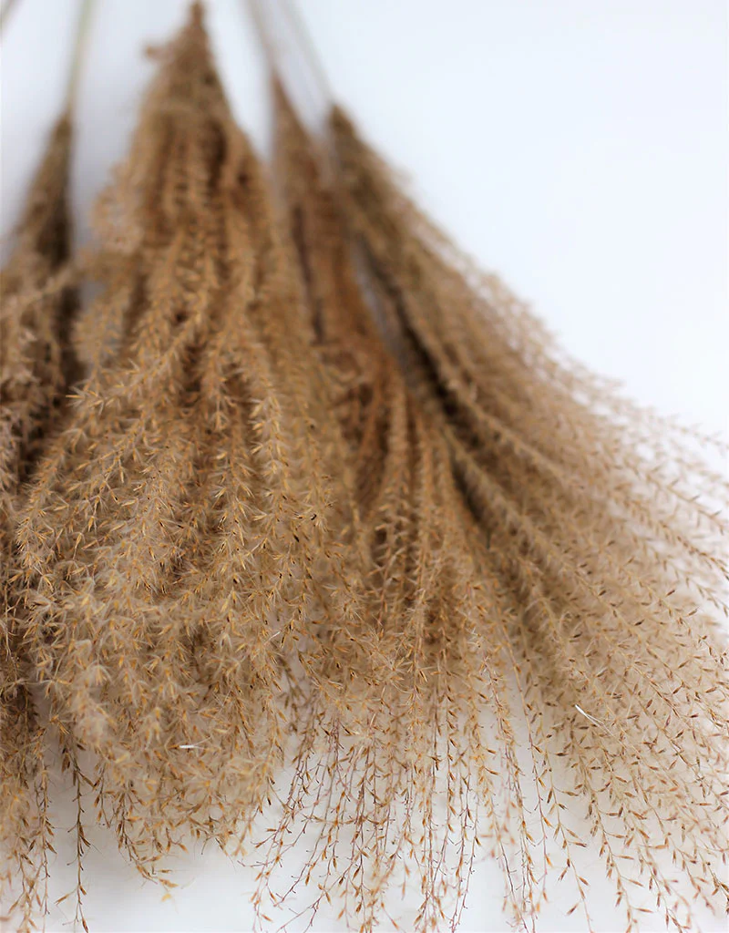 Dried Silver Grass - XL, Natural Bunch, 5 Stems, 80 cm - Image 4