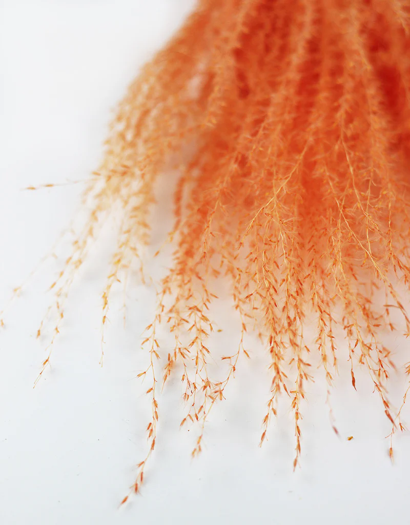 Dried Silver Grass Bunch - XL, Peach, 5 Stems, 80 cm - Image 4