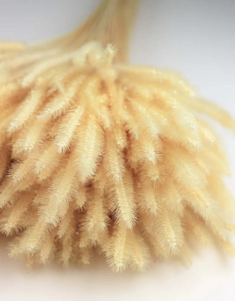 Dried Soft Silk Worm - Bleached Bunch, 50 cm - Image 2