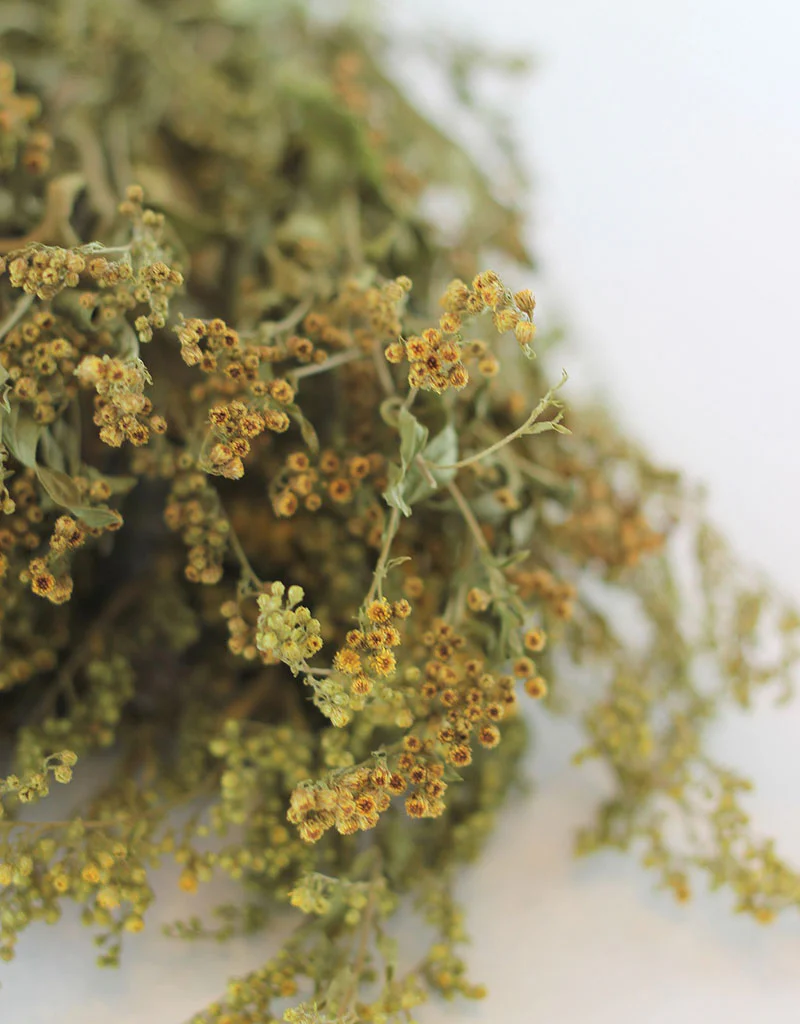 Dried Solidago - Natural Bunch, 10 stems, 70 cm - Image 2