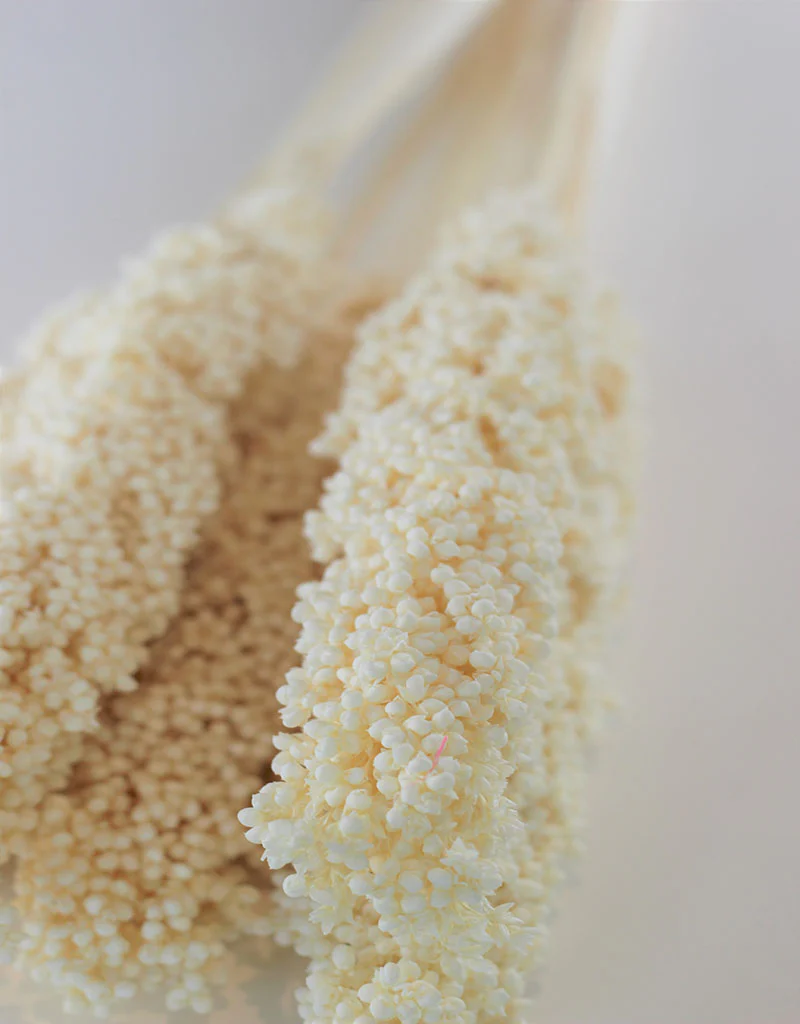 Dried Sorghum - Bleached, 6 Stems, 70 cm - Image 2