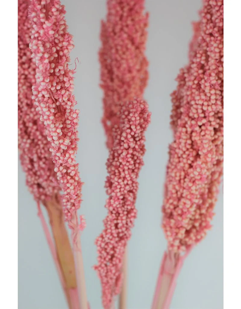 Dried Sorghum - Light Pink, 6 Stems, 70cm - Image 2