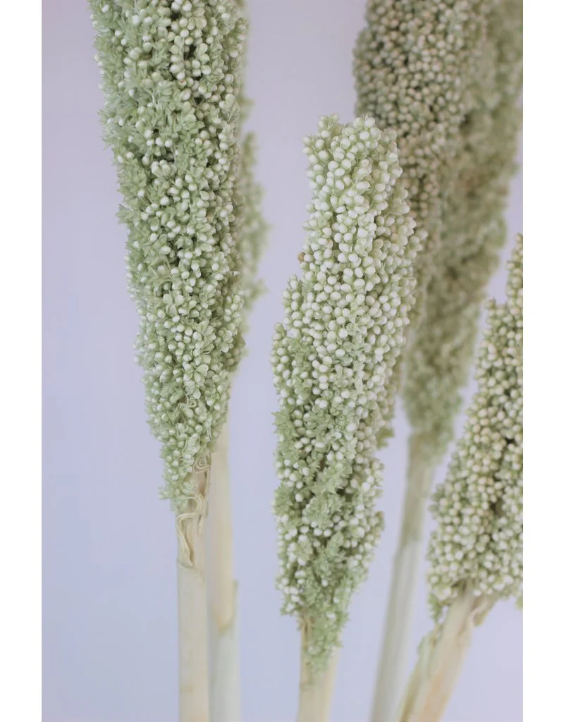 Dried Sorghum - Mint Green, 6 Stems, 70 cm - Image 2