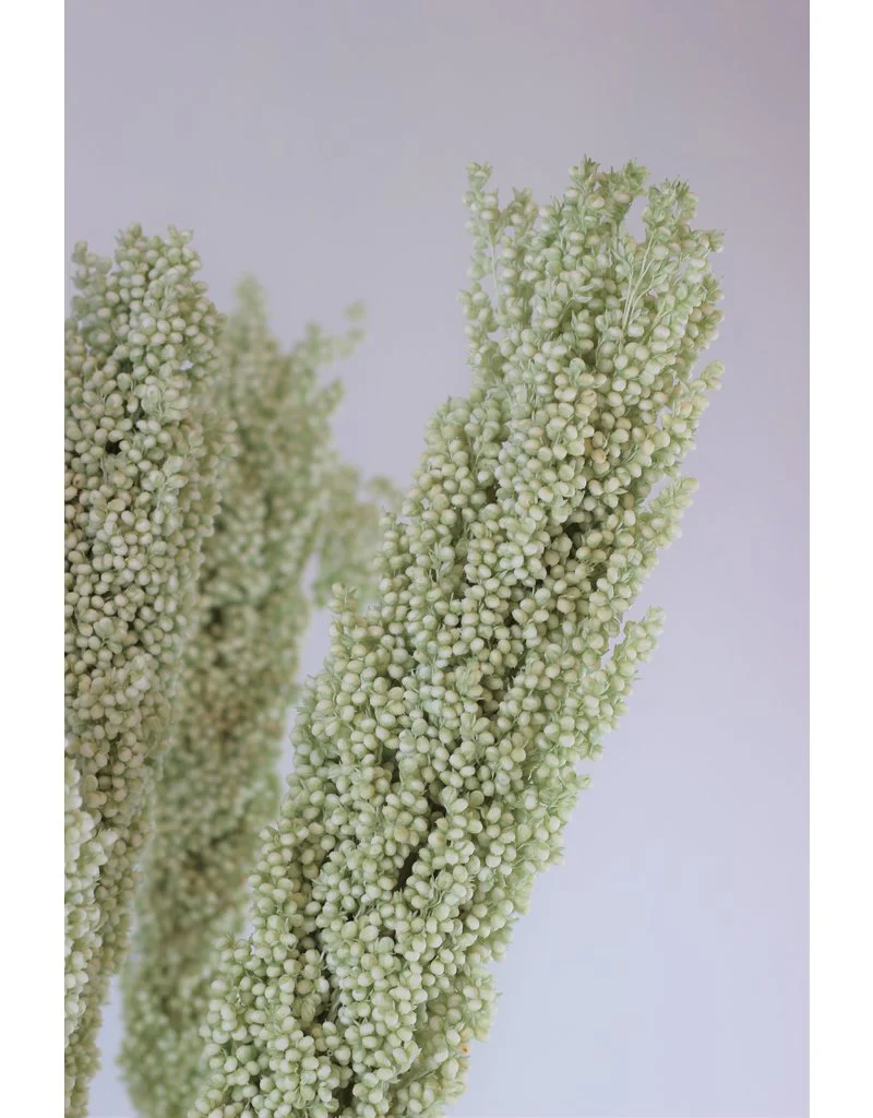 Dried Sorghum - Mint Green, 6 Stems, 70 cm - Image 3