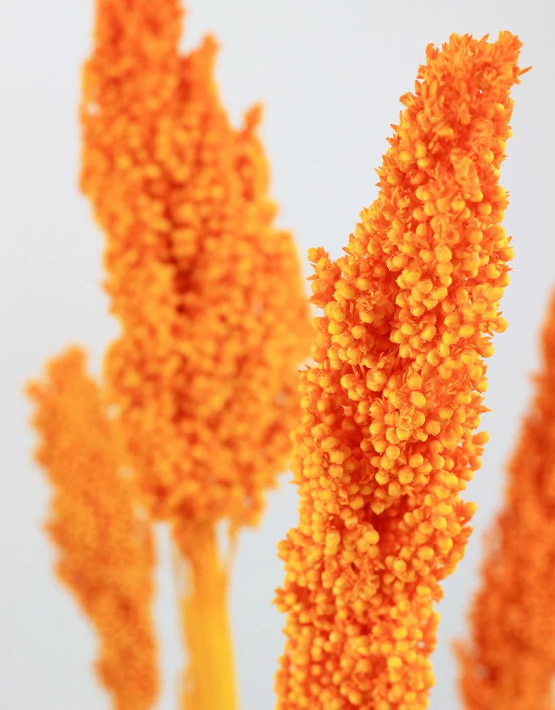 Dried Sorghum - Orange, 6 Stems, 70 cm - Image 2