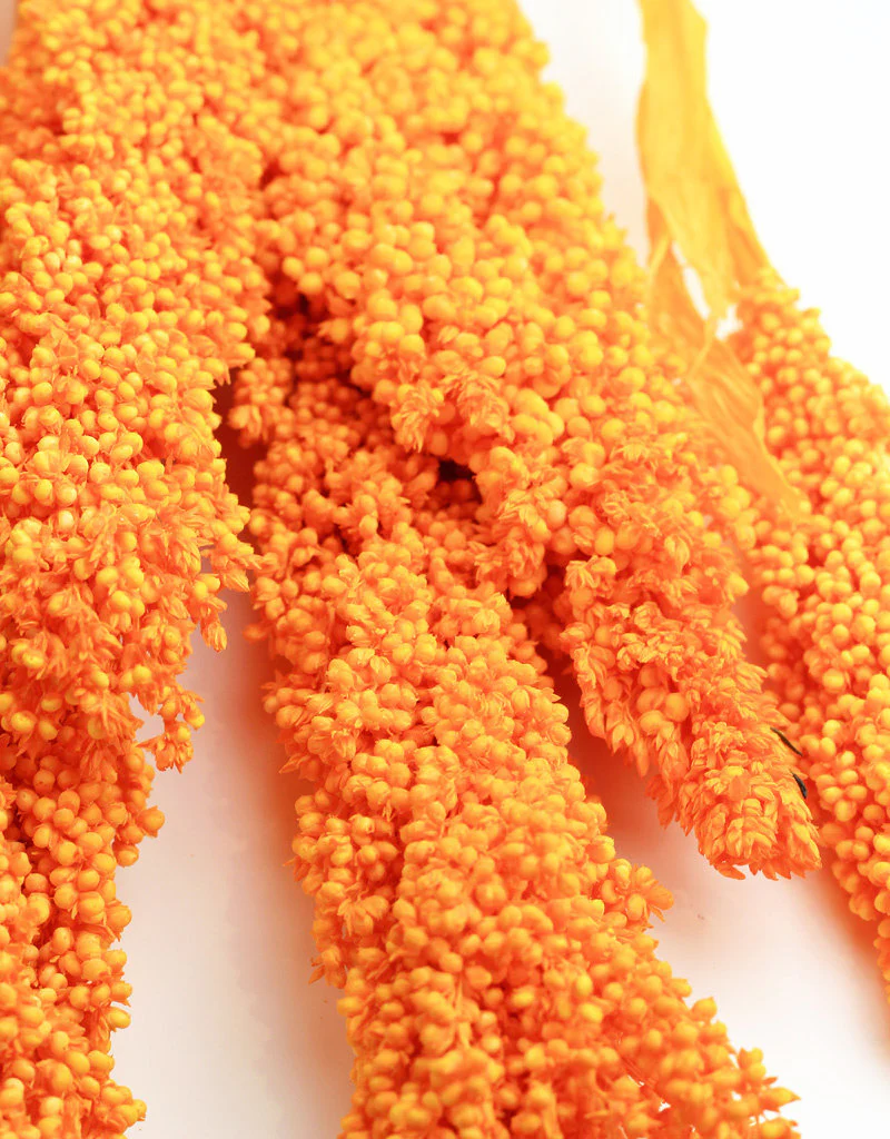 Dried Sorghum - Orange, 6 Stems, 70 cm - Image 3