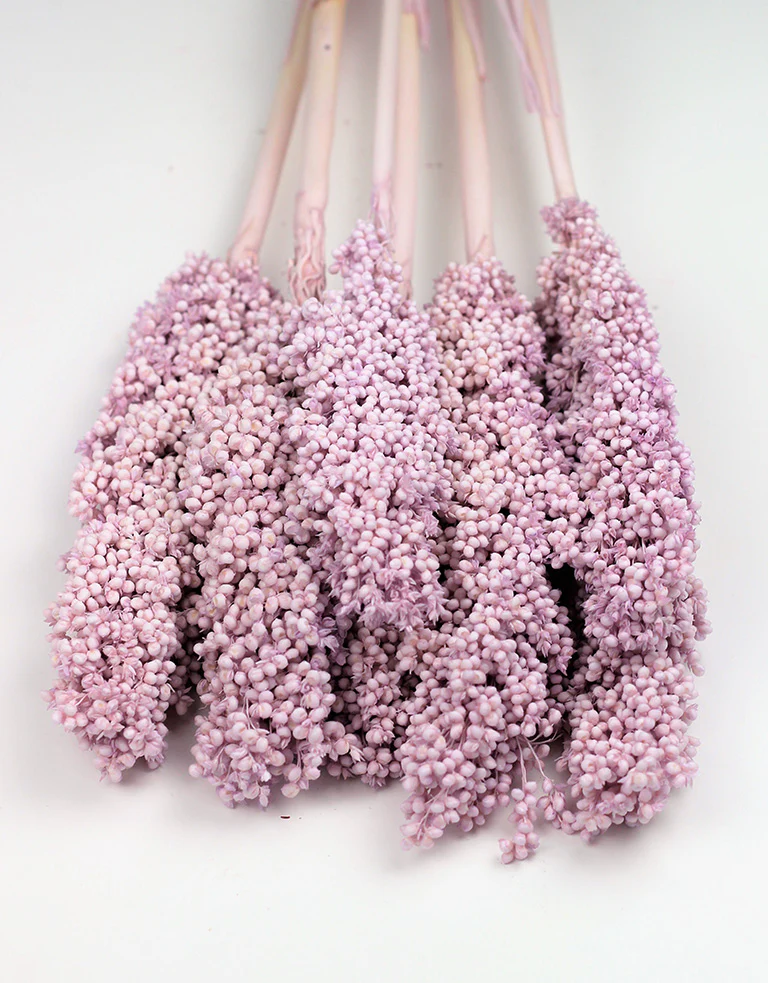 Dried Sorghum - Pale lilac, 6 Stems, 70 cm - Image 2
