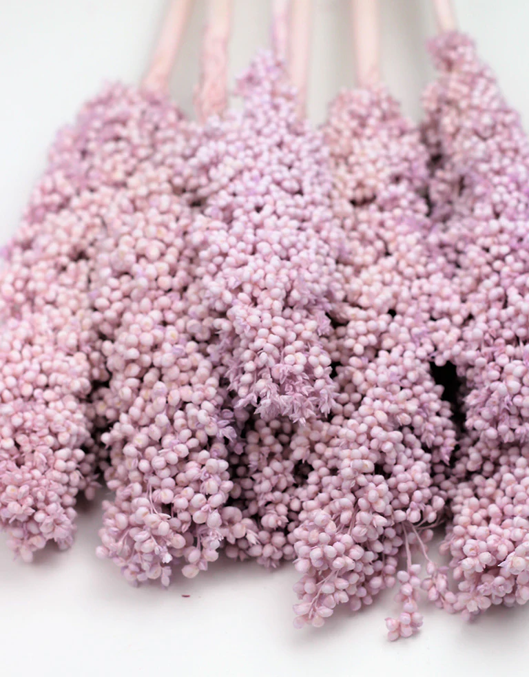 Dried Sorghum - Pale lilac, 6 Stems, 70 cm - Image 3