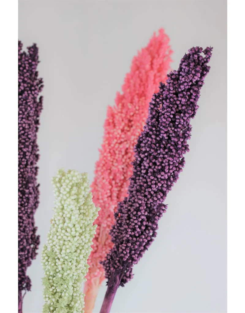 Dried Sorghum - Pastel Mix, 6 Stems, 70 cm - Image 2