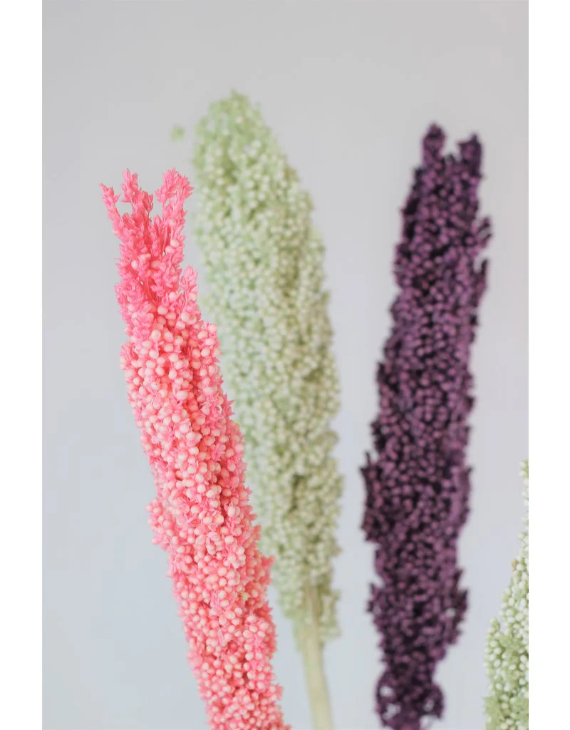Dried Sorghum - Pastel Mix, 6 Stems, 70 cm - Image 3