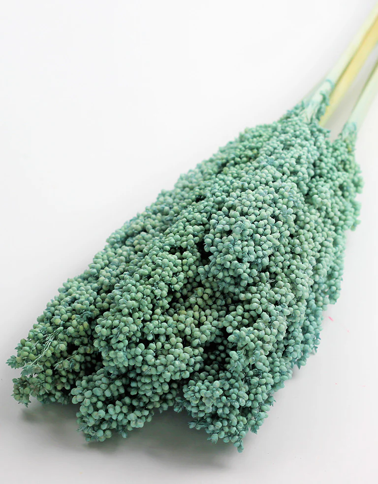 Dried Sorghum - Turquoise, 6 Stems, 70 cm - Image 2