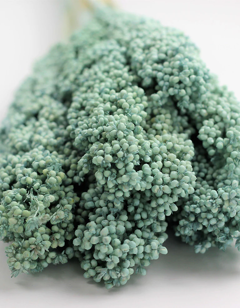 Dried Sorghum - Turquoise, 6 Stems, 70 cm - Image 3