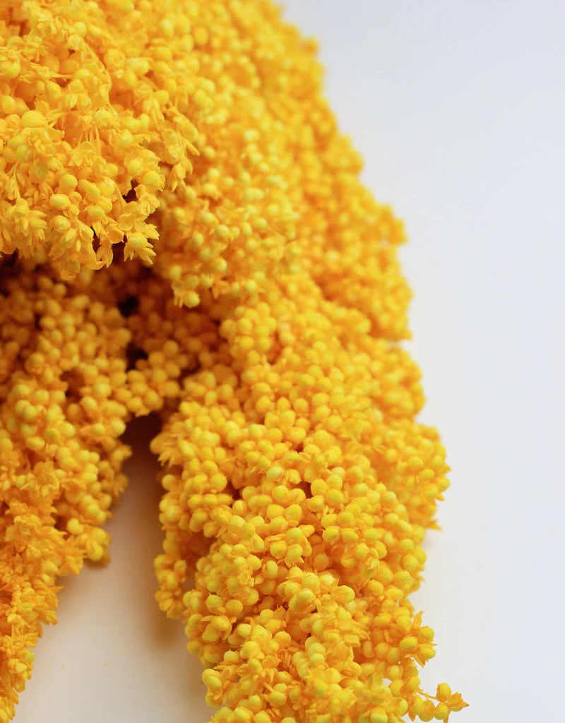 Dried Sorghum - Yellow, 6 Stems, 70 cm - Image 3
