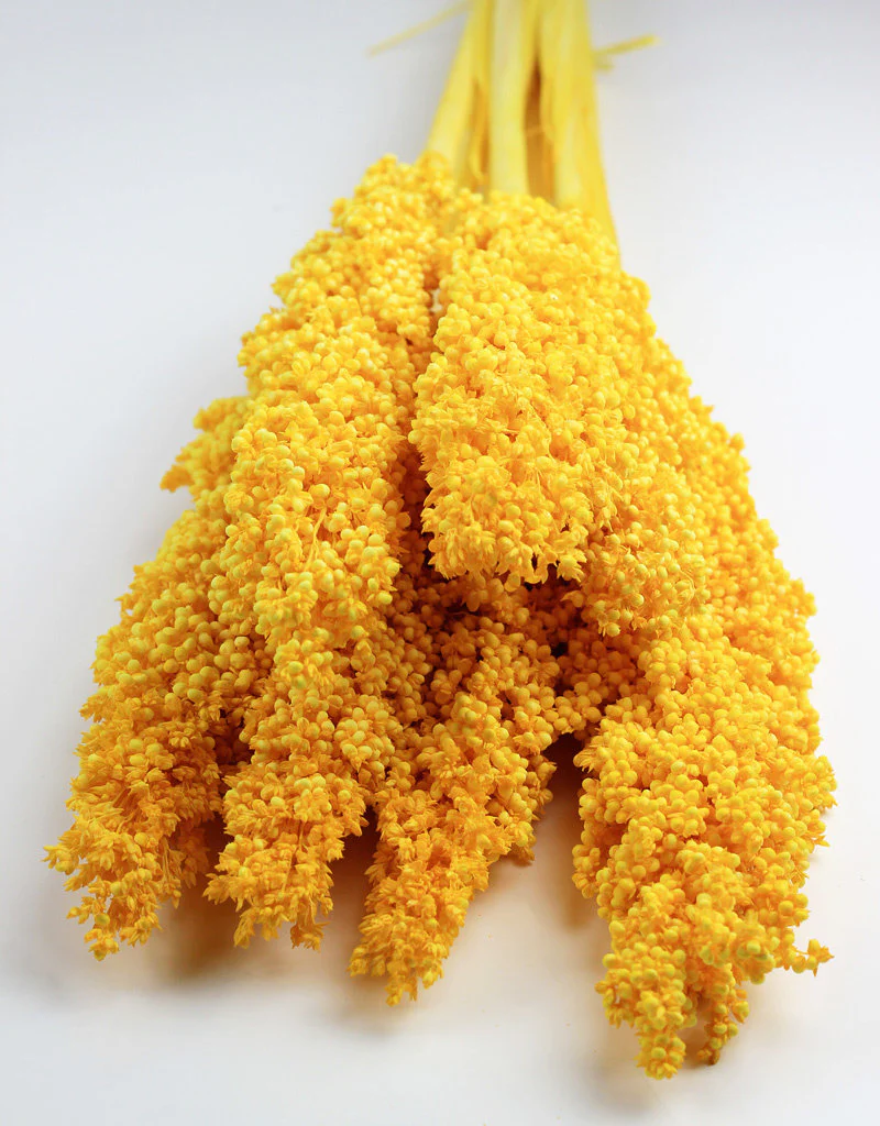 Dried Sorghum - Yellow, 6 Stems, 70 cm - Image 5
