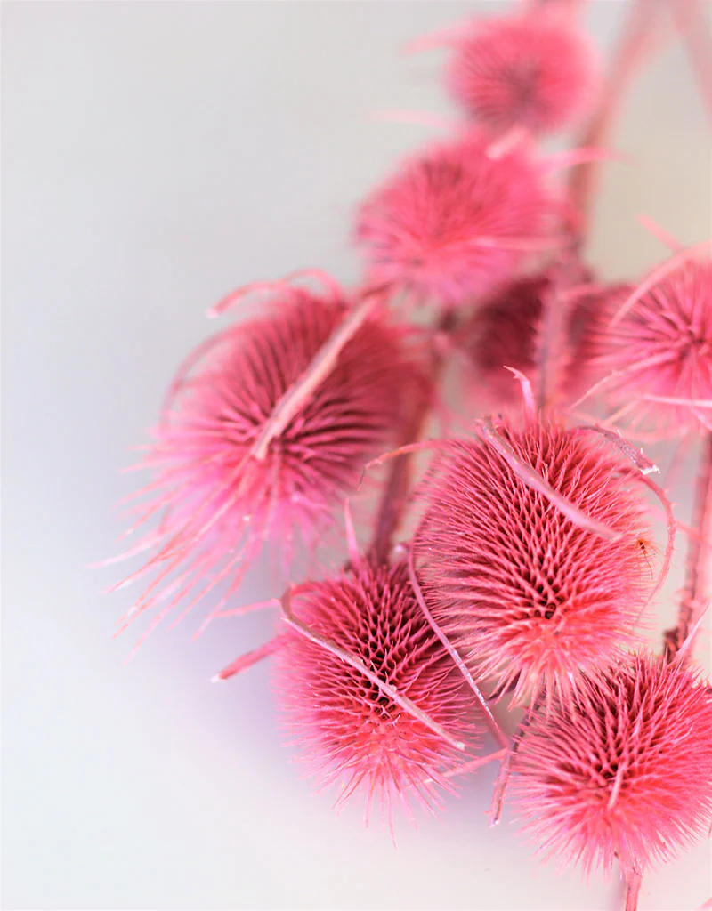 Dried Spray Cardistella  - Frosted Pink Bunch, 60 cm - Image 2