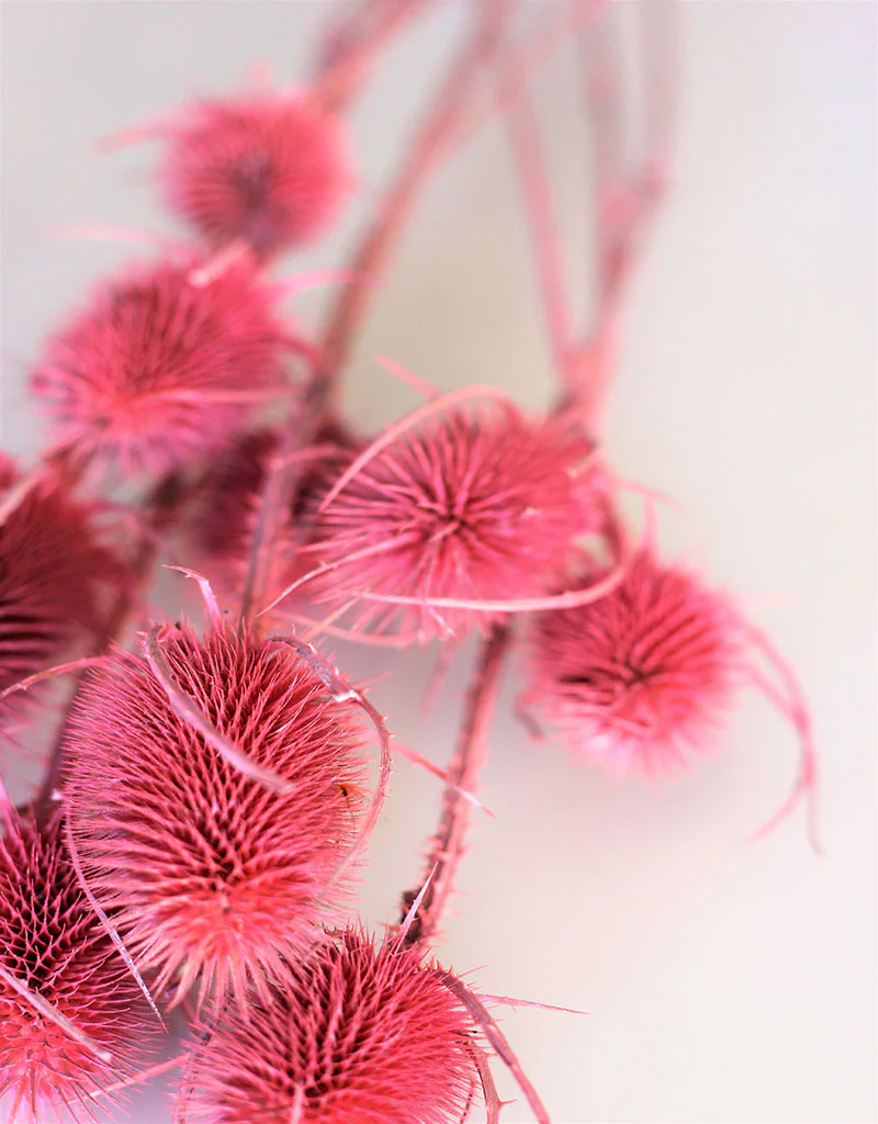 Dried Spray Cardistella  - Frosted Pink Bunch, 60 cm - Image 3
