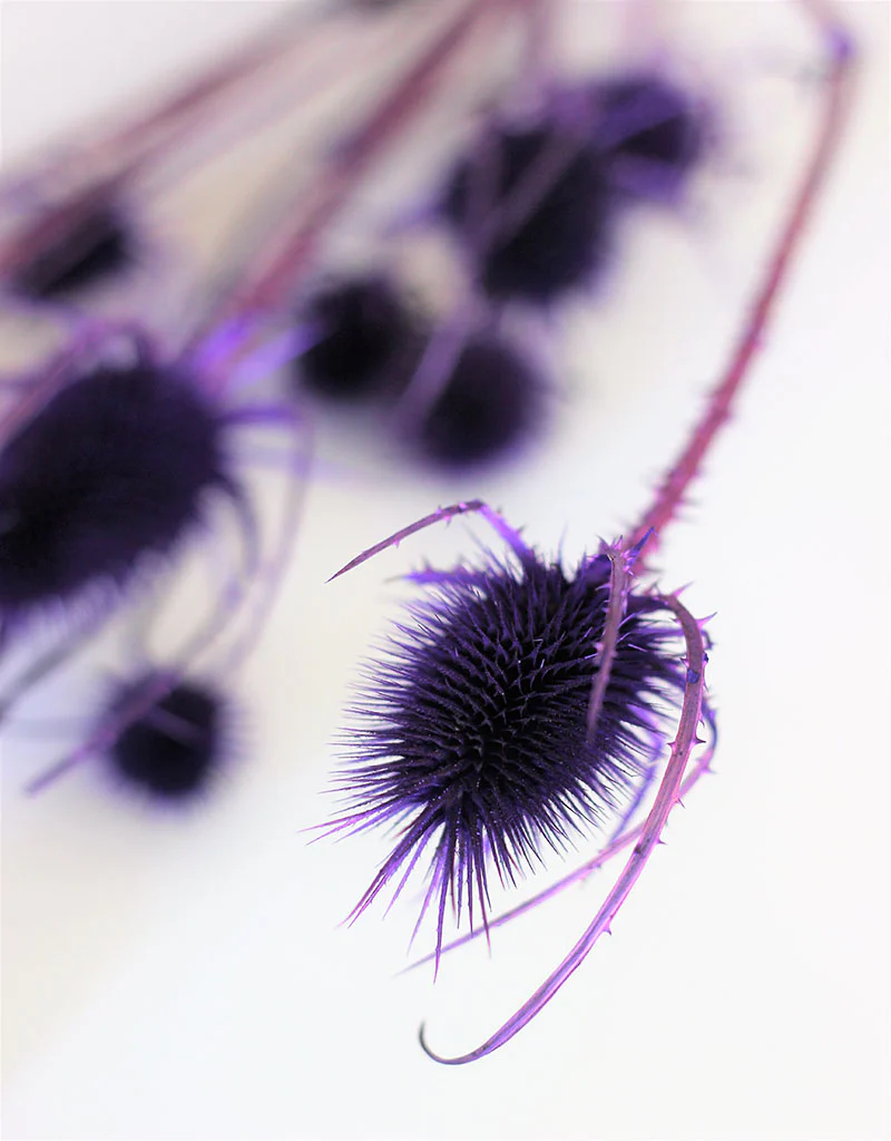 Dried Spray Cardistella  - Violet Bunch, 60 cm - Image 3