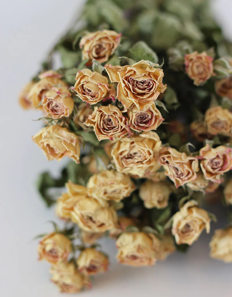 Dried Spray Roses - Apricot/Pink Bunch, 50 cm - Image 2