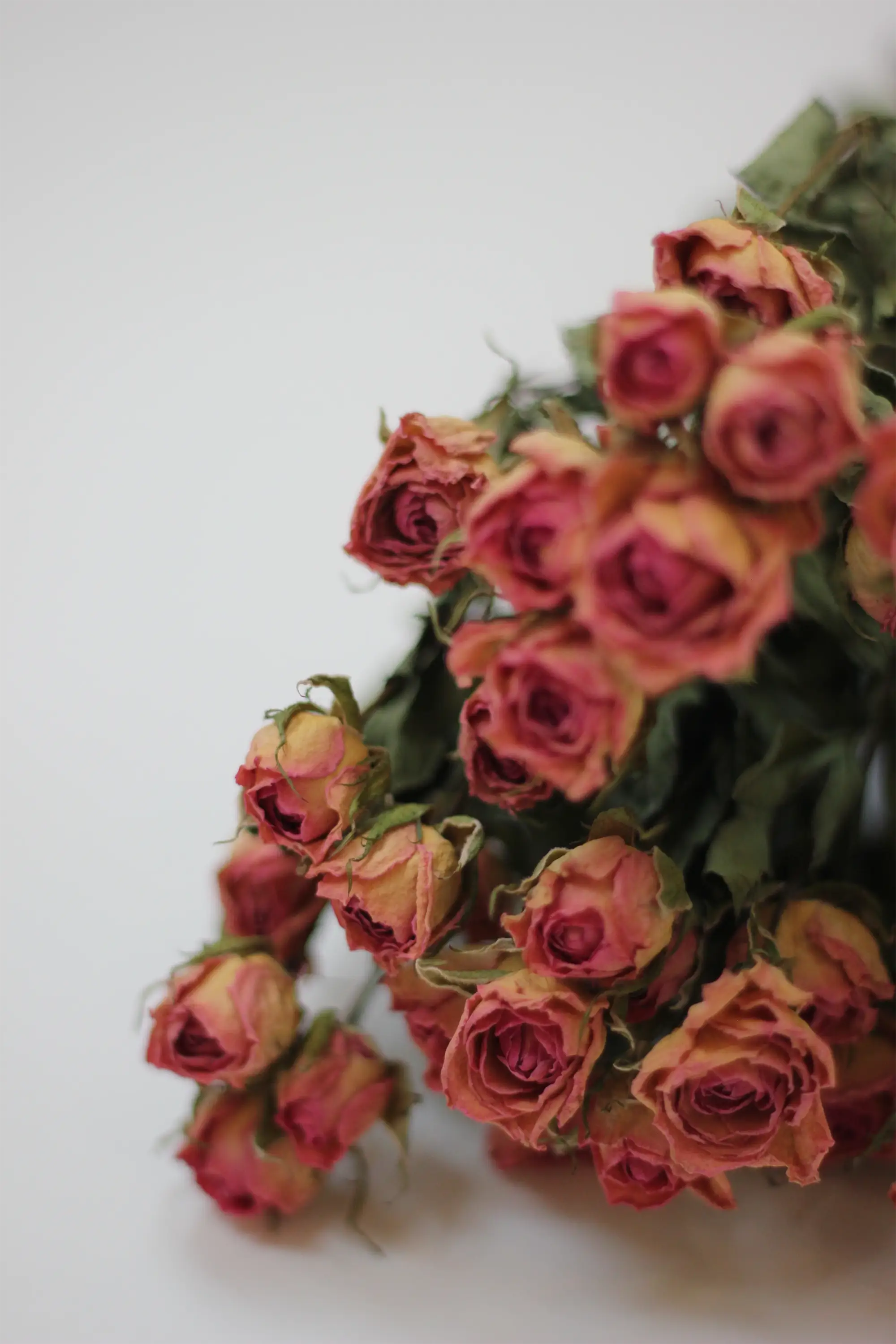 Dried Spray Roses Pink Flowers Bunch - 10 stems, 60cm - Image 2