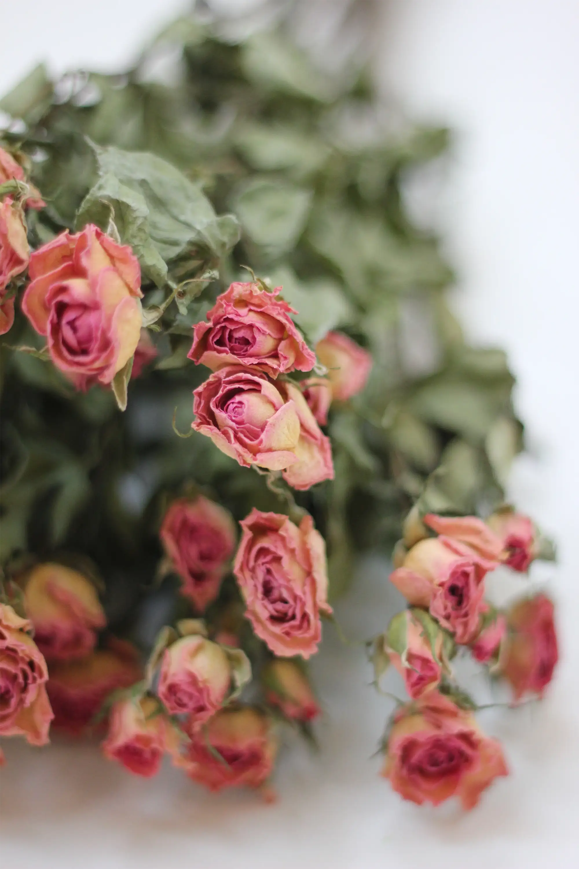 Dried Spray Roses Pink Flowers Bunch - 10 stems, 60cm - Image 3