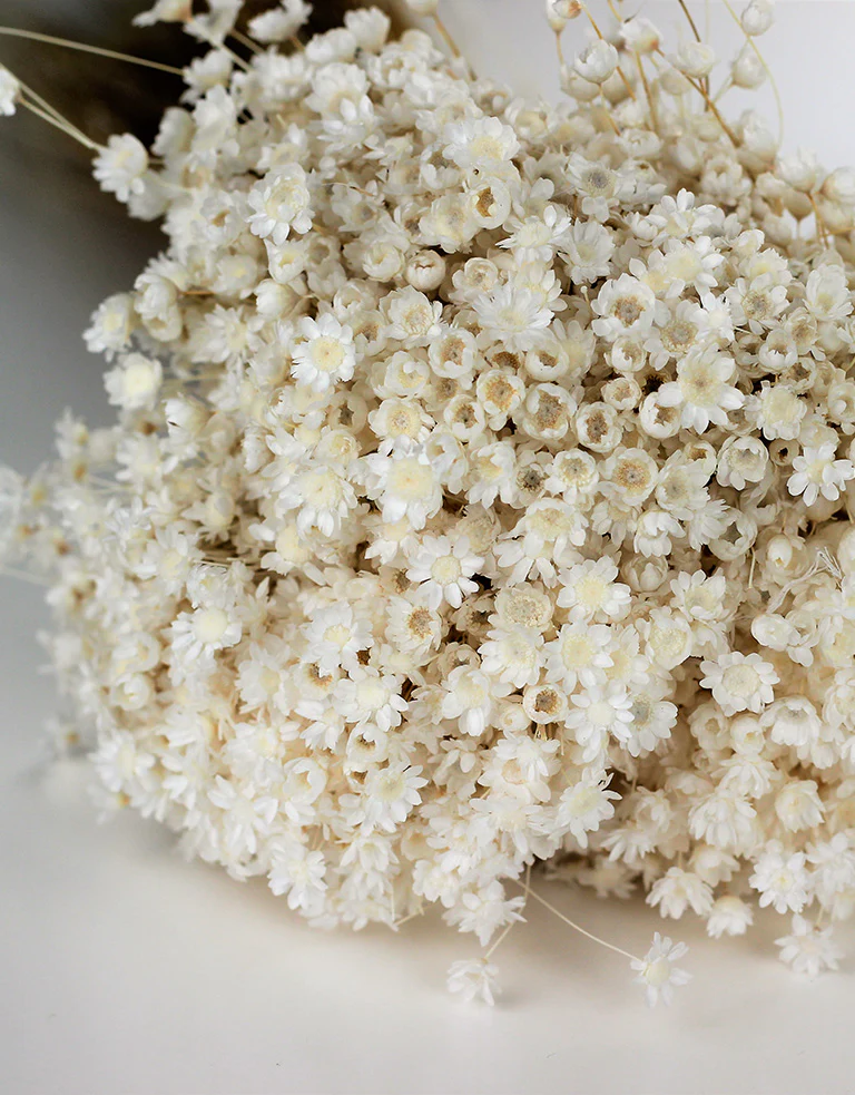Dried Star Flower Glixia Flowers - Bleached Bunch, 35 cm - Image 3