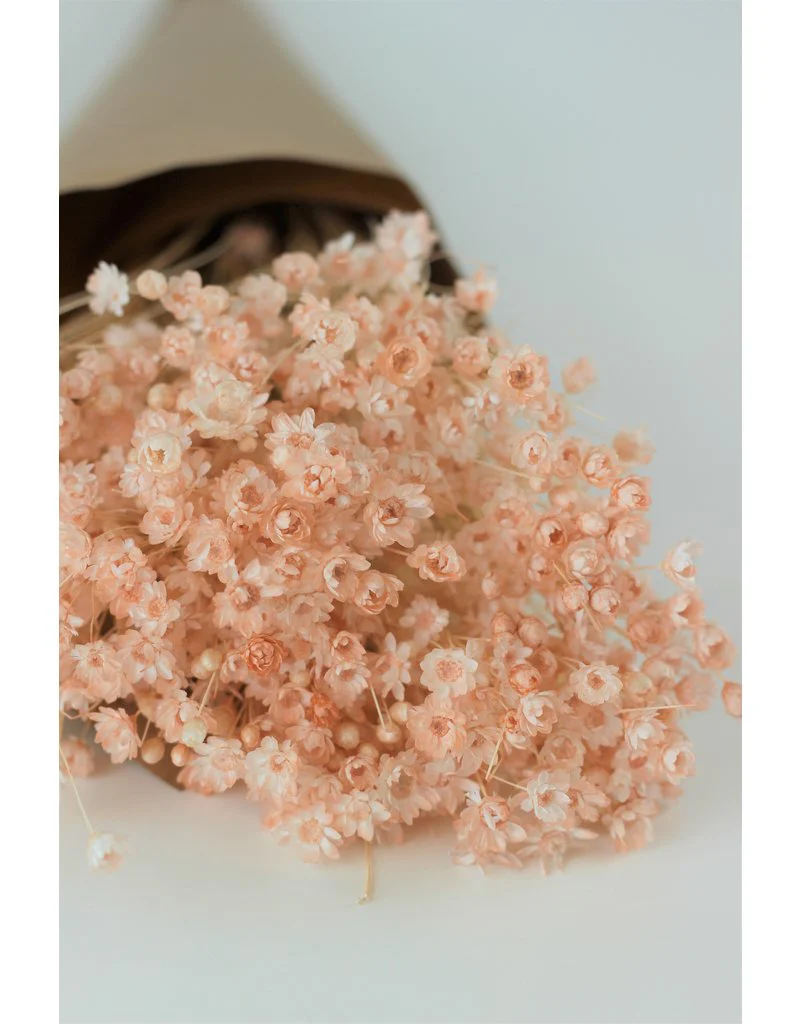 Dried Star Flower Glixia - Peach/ Salmon Bunch, 50 cm - Image 3