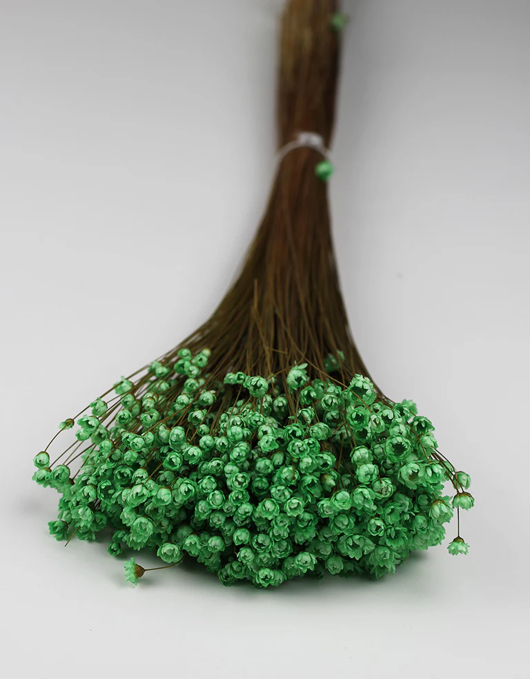 Dried Star Flower Glixia - Mint Green Bunch, 50 cm - Image 2