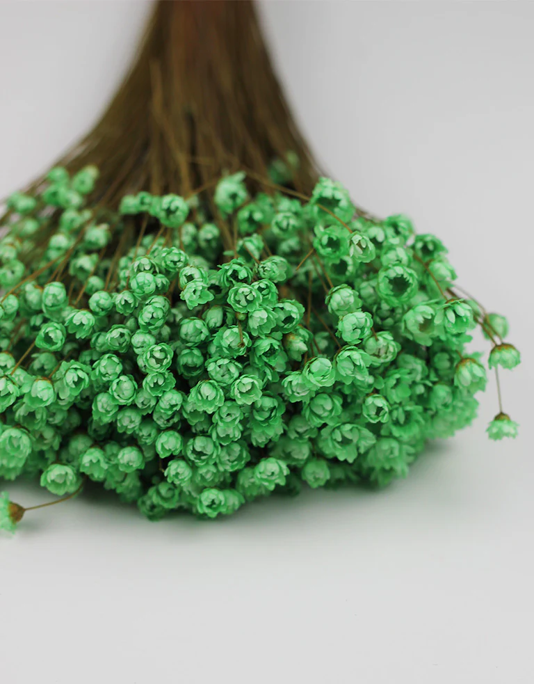 Dried Star Flower Glixia - Mint Green Bunch, 50 cm - Image 4