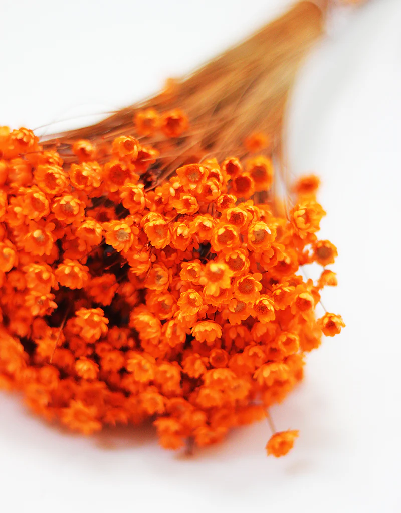 Dried Star Flower Glixia - Orange Bunch, 50 cm - Image 3