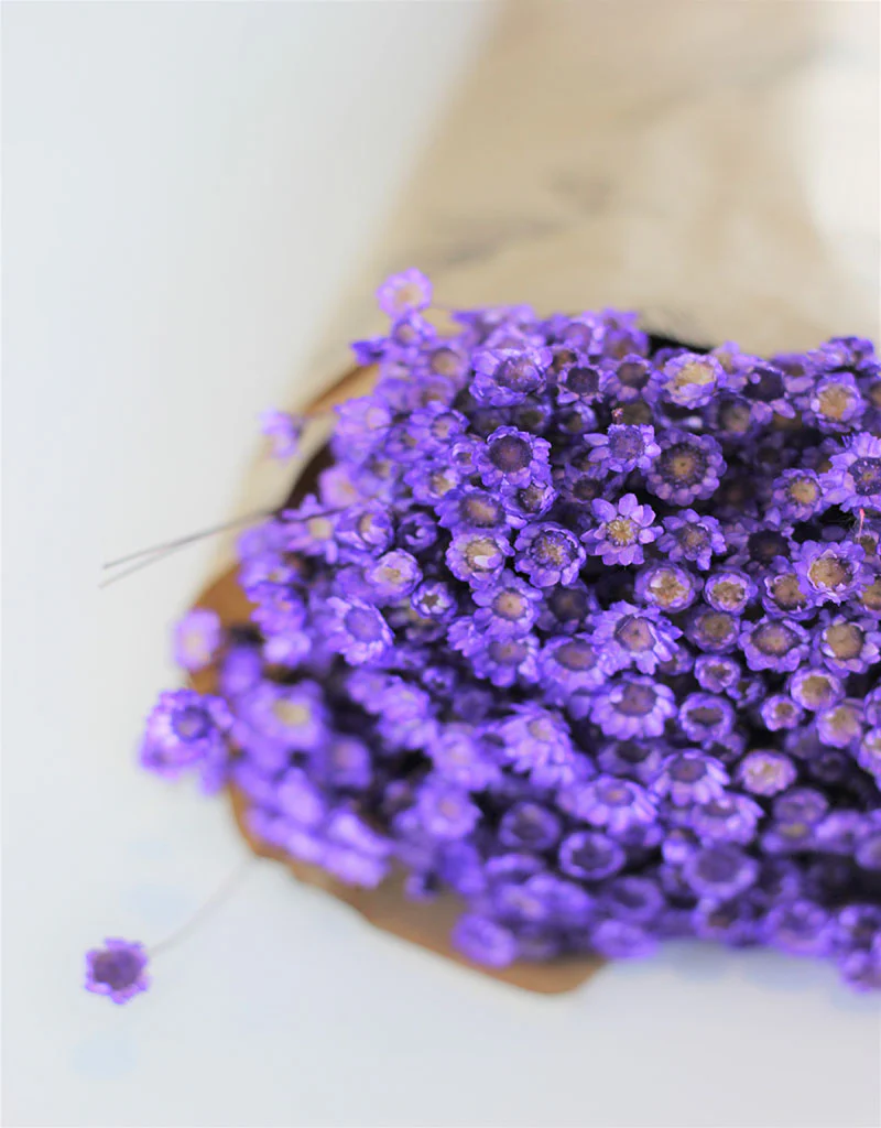 Dried Star Flower Glixia - Purple Bunch, 50 cm - Image 3