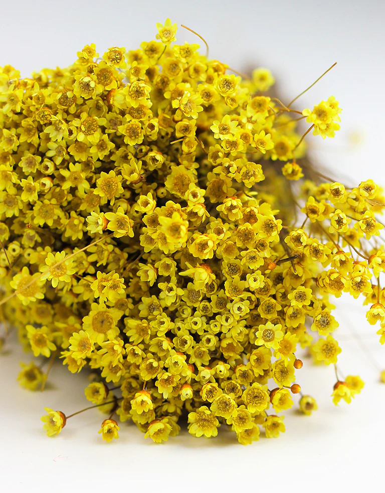 Dried Star Flower Glixia - Yellow Bunch, 30 cm - Image 3