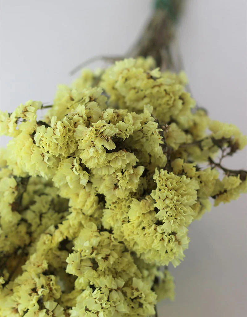 Dried Statice - Yellow Bunch, 50 cm - Image 4