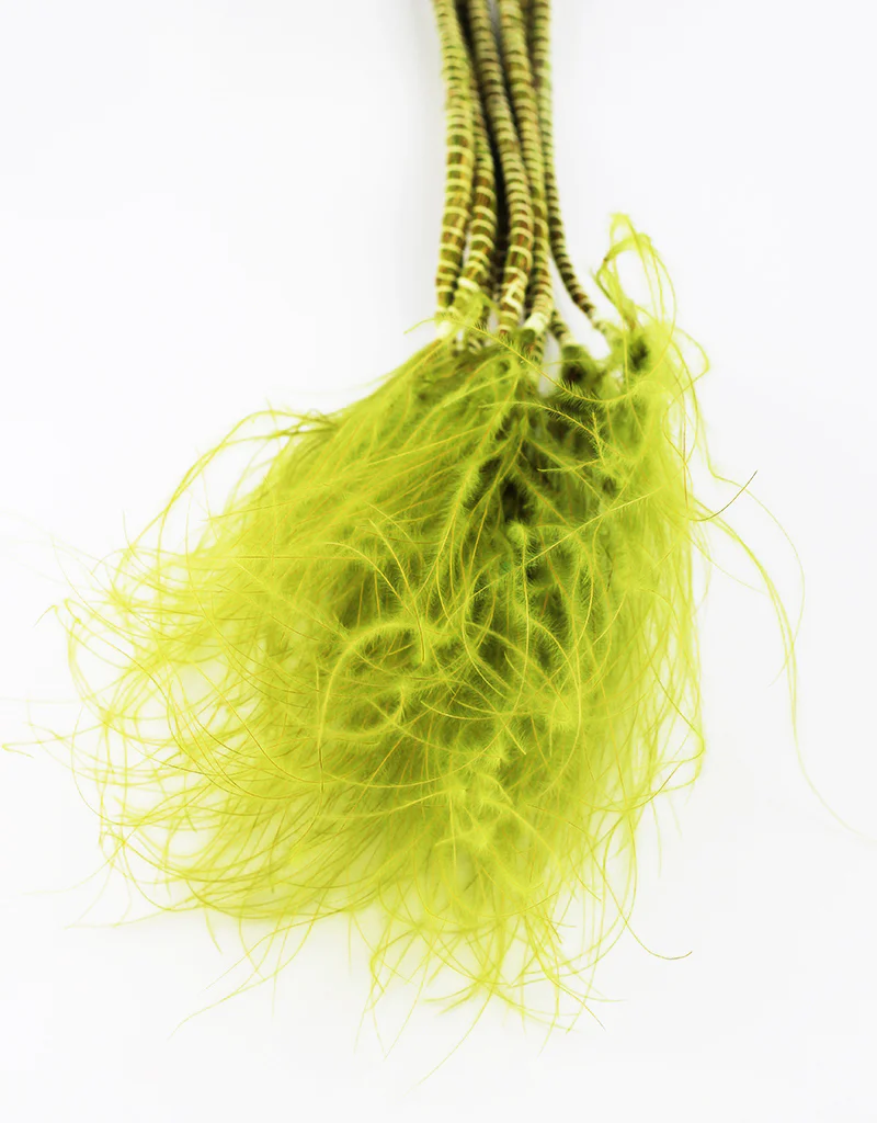 Dried Stypha Penata - Light Green Bunch, 60 cm - Image 3