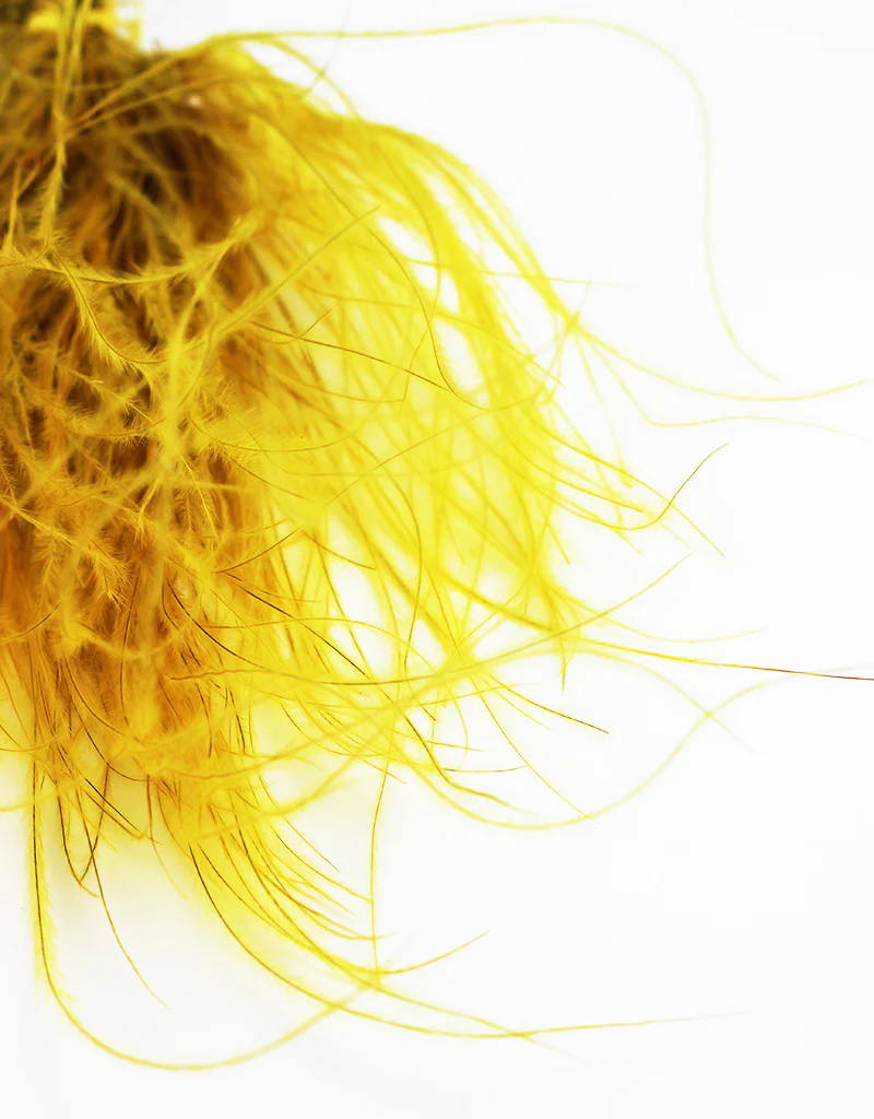 Dried Stypha Penata - Yellow bunch, 60 cm - Image 3