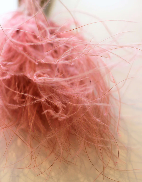 Dried Stypha Pennata - Light Pink, 65 cm - Image 3