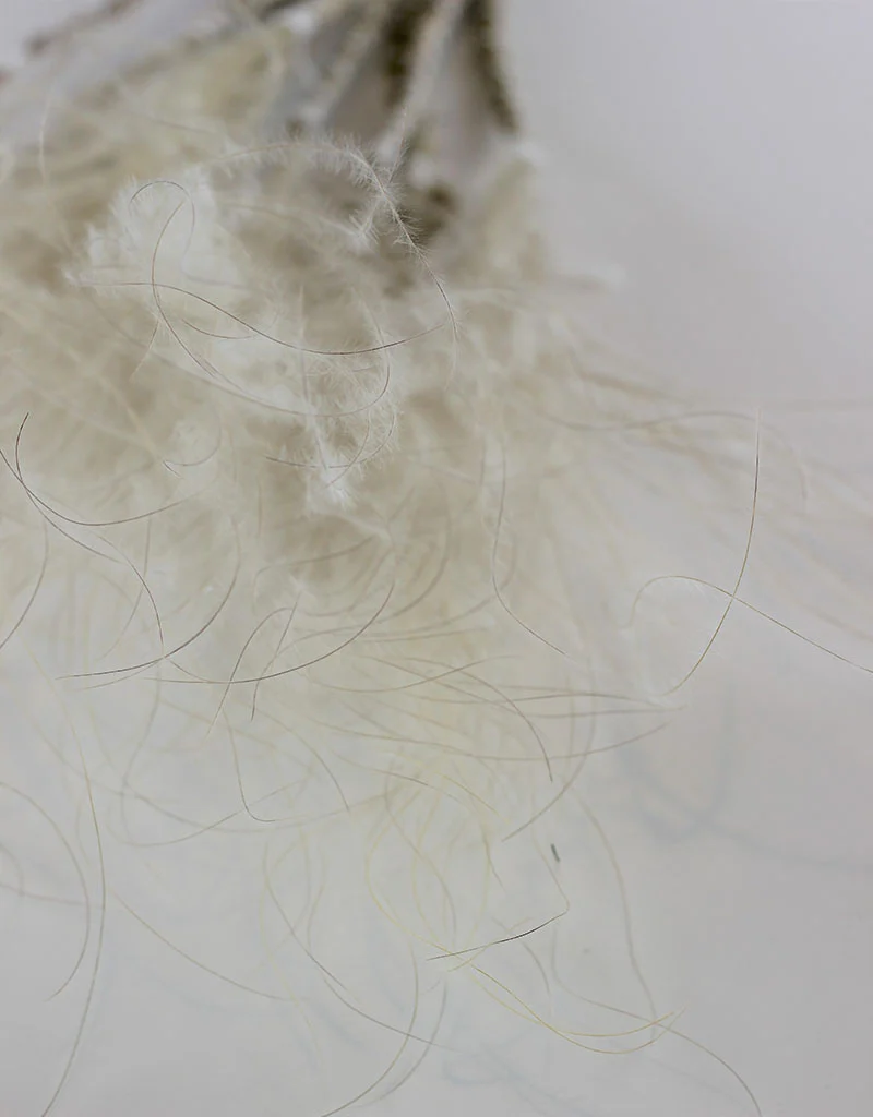 Dried Stypha Pennata - Natural Bunch, 60 cm - Image 2