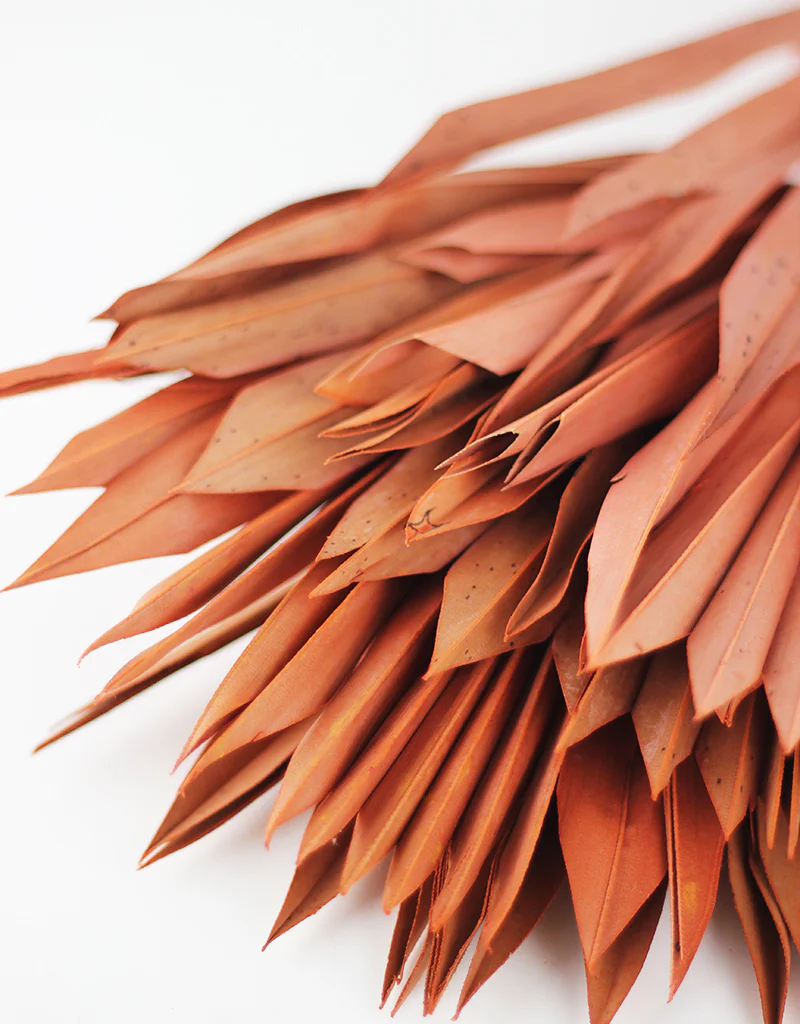 Dried Sun Palms -Terracotta, 6 Stems, 45 cm - Image 3
