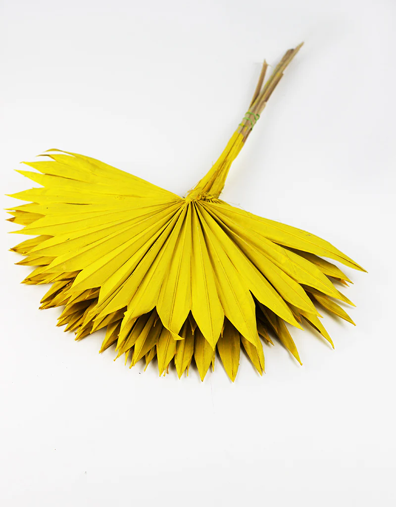 Dried Sun Palms -  Yellow, 6 Stems, 50 cm - Image 3