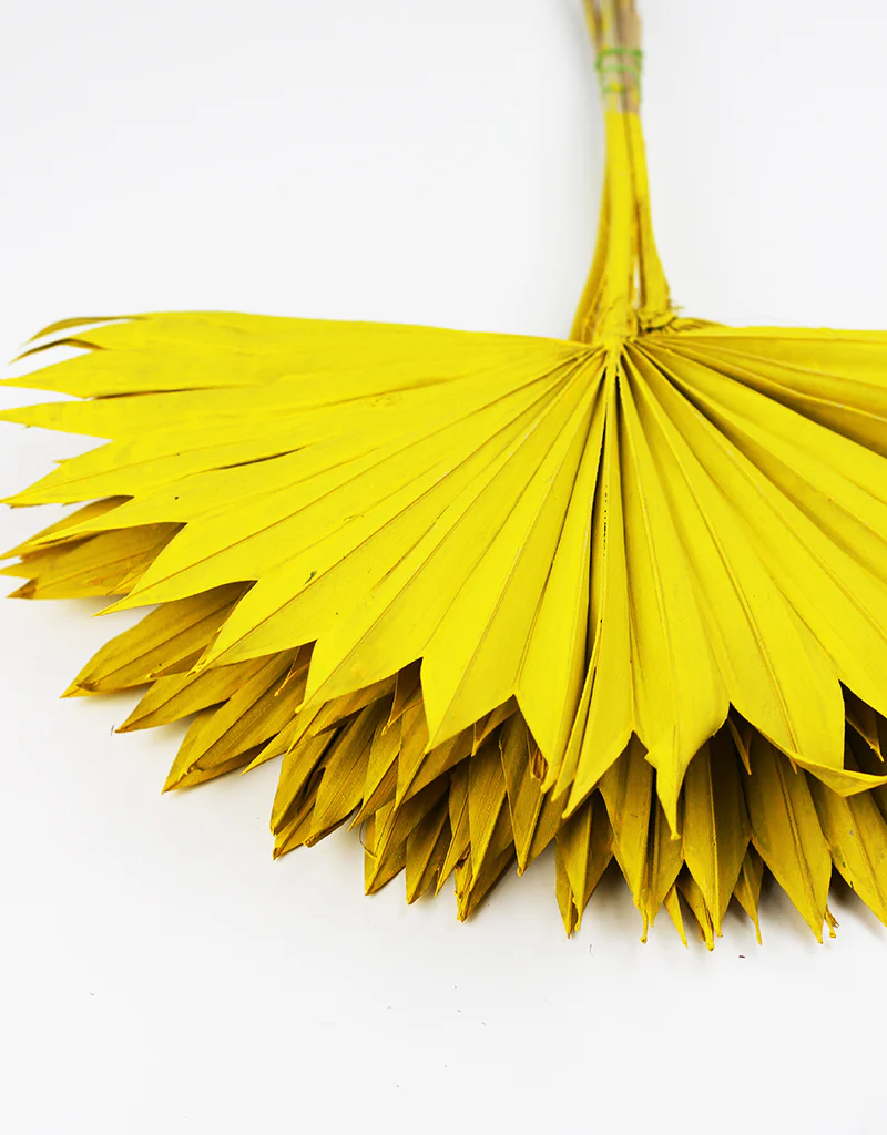 Dried Sun Palms -  Yellow, 6 Stems, 50 cm - Image 4